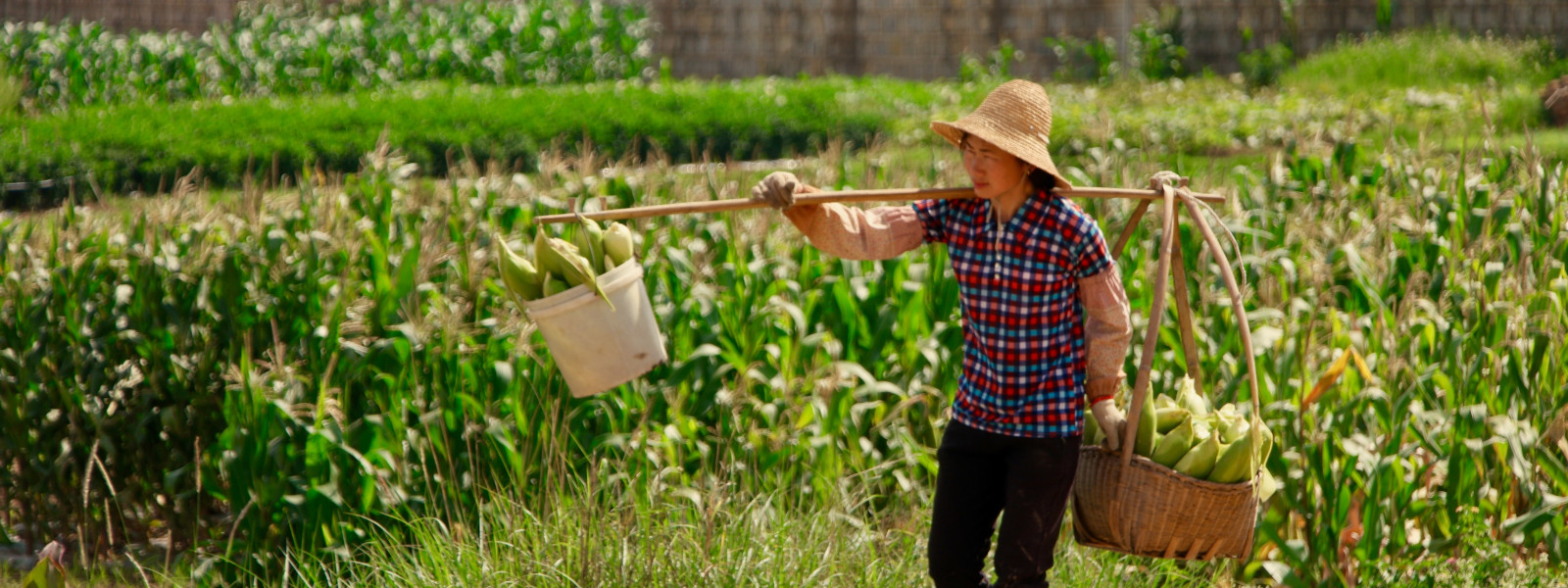 farmer unsplash